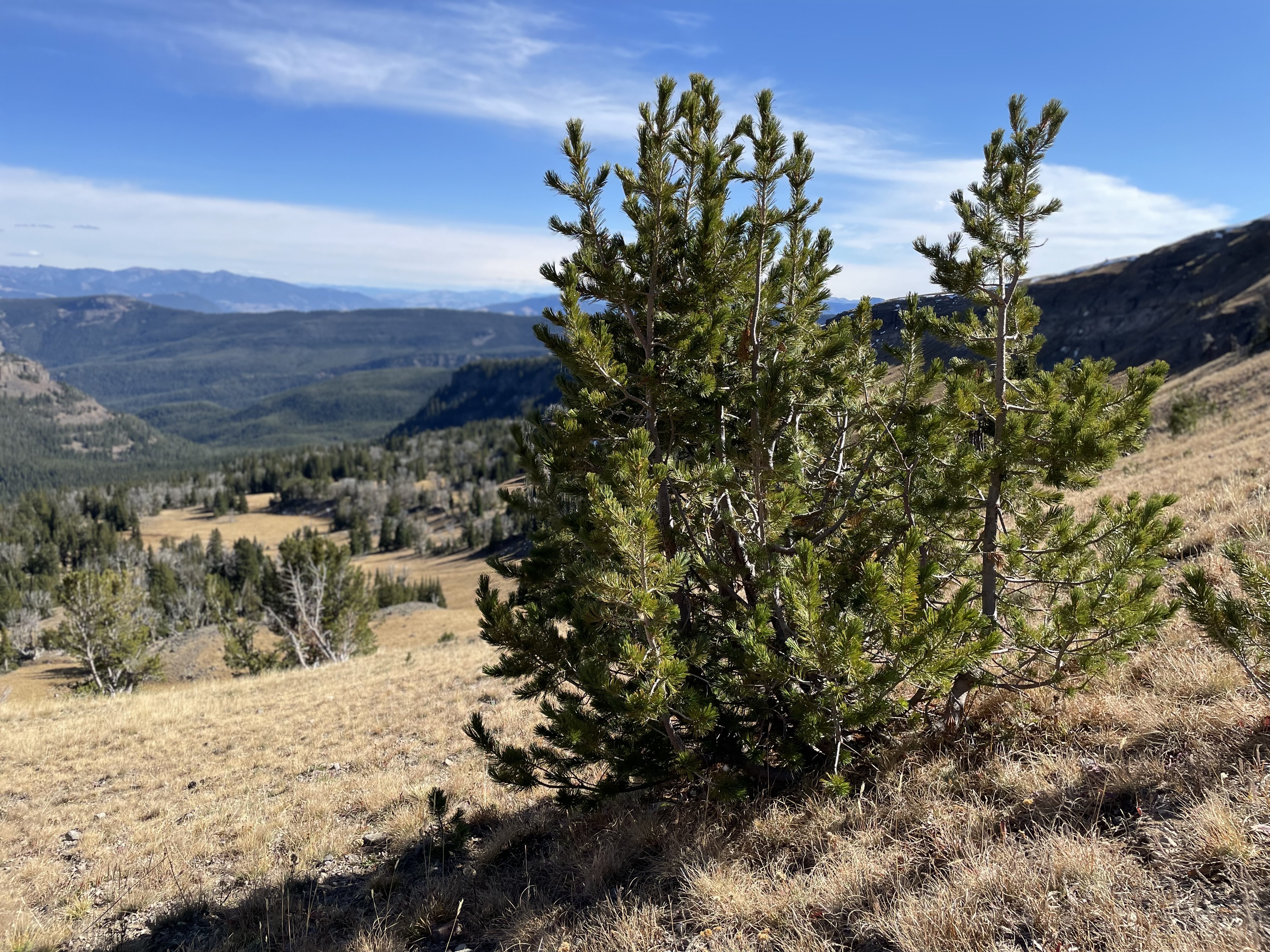 Bipartisan Infrastructure Law and Inflation Reduction Act support range-wide efforts to rescue disease-addled whitebark pine forests