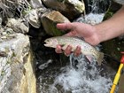 A Bonneville Cutthroat Trout held over a stream