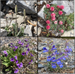 Four endemic plant species that are found on the alpine slopes of Great Basin National Park