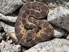 Rattlesnake coiled on some rocks.
