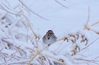 Song sparrow on a snow-covered branch.