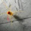 A harvestman painted with pink for later recapture.