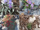 The target four endemic plant species.