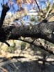 Globs of sap formed by pitch tubes sometimes trap invading beetles.