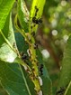 Ants are “farming” aphids on this cottonwood stem