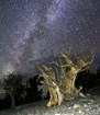 A Bristlecone Pine tree in the foreground with the milkyway in the background