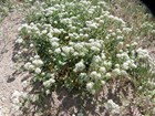 Hoary Cress, an invasive plant species that park staff work to remove