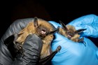 Two bats being held by researchers during the bat blitz