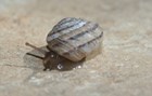 The Great Basin Mountain Snail, Oreohelix strigosa depressa