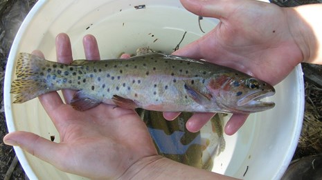 Haunting Living Realities from the Alvord Basin, Alvord Cutthroat Trout —  Phenotype Remnant Rescue‎