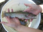 A staff member holding a colorful Bonneville Cutthroat Trout above a bucket