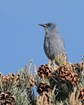 A pinyon jay on top of a conifer.