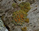 Xanthomendoza montana a species of lichen