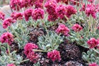 Holmgren wild buckwheat (Eriogonum holmgrenii)