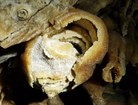 Internal layers exposed by condensation corrosion in a Lehman “turnip” stalactite.