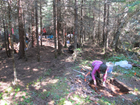 An archaeologist carefully excavating a site in an opening within a coniferous forest.
