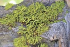 Wolf lichen (Letharia vulpina) a species of lichen