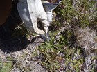A staff member removing a bull thistle