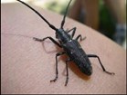 A long-horned beetle on someone's finger