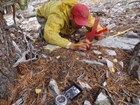 A staff member measuring the litter depth under a Bristlecone Pine