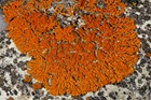 Xanthoria elegans a species of lichen.