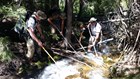 Four staff members electrofishing in a stream.