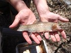 A staff member holding a Bonneville Cutthroat Trout in both hands