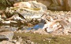 A stellar's jay standing on rocks in a cave entrance.