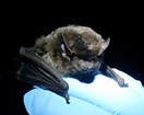 A blue gloved hand holding a Silver-Haired Bat.