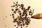 Mollusk shells spread artistically across a beige background