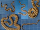 Five Great Basin Rattlesnakes showing the variation of color and pattern