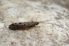 An adult stonefly