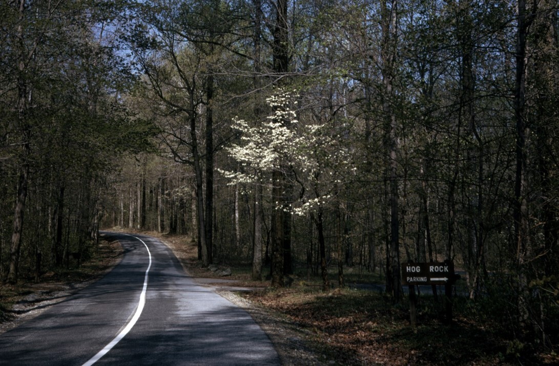 The Park Central Road in spring near the Hog Rock parking area, with a sign for Hog Rock Parking.
