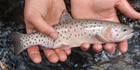 A Bonneville Cutthroat Trout being held over a stream.