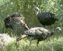 Three turkeys foraging in tall grasses.