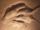 Photo of a dinosaur track in stone.