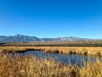 A pond among tan, dry reeds and grasses contrasts the deep blue sky. Mountains loom in the ground.