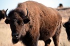 A bison stands in a prairie landscape.