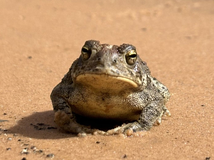 Updated Species Database Will Help Boost Amphibian Conservation Across the National Park Service