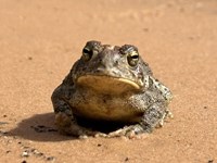 A toad sits on red sand, looking into the camera.