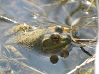 A bullfrog poking its head above a shallow pond, surrounded by twigs.