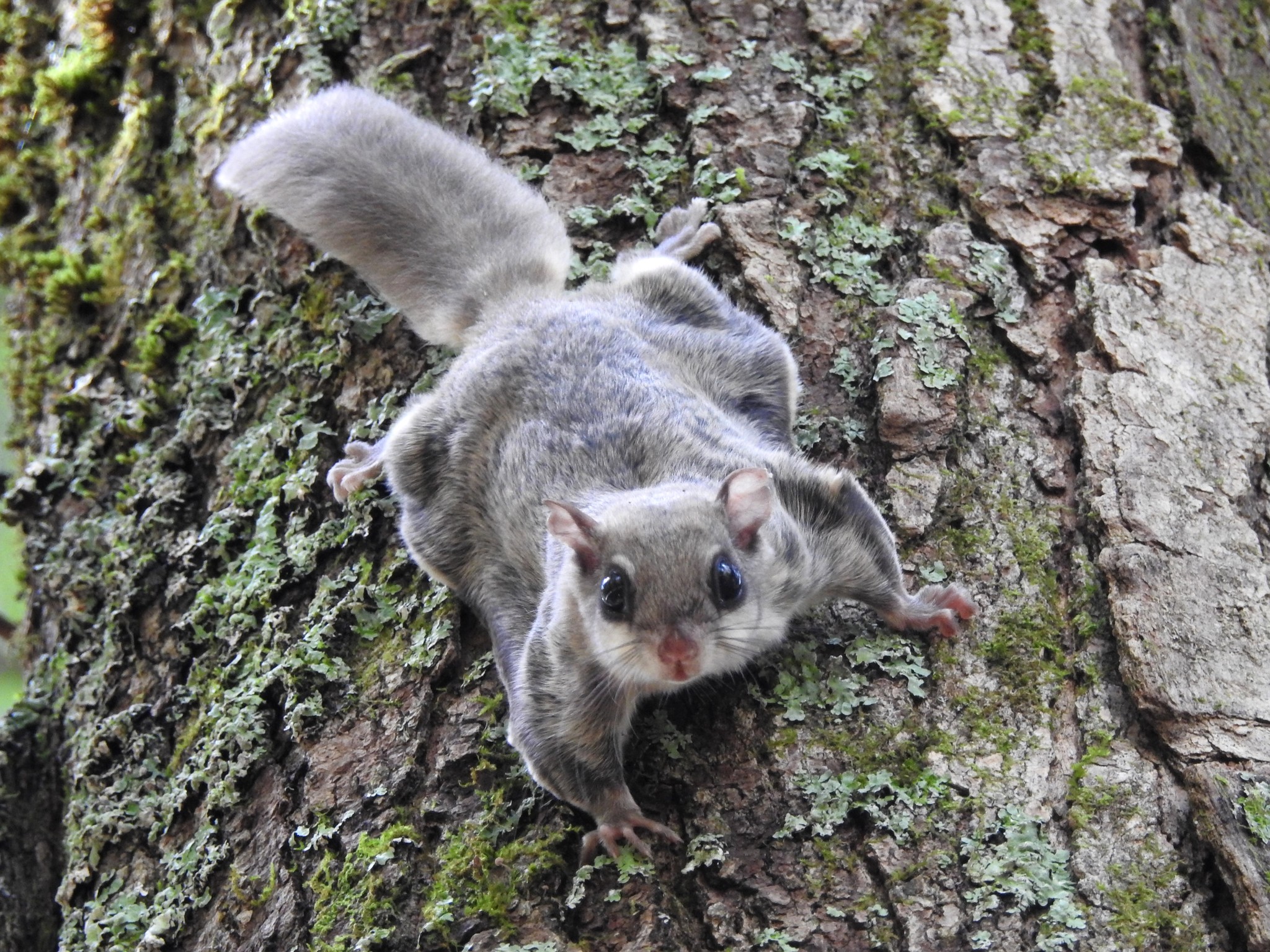 A flying squirrel clings to a tree trunk.