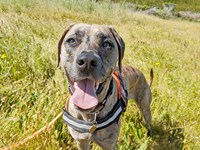 Cute dog looking at the camera with its tongue hanging out, wearing a reflective harness.