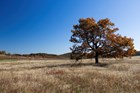 A tall tree with a broad canopy of orange foliage stands out in a meadow of tan grass