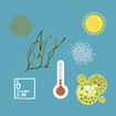 Icons illustrating indicating factors of estuarine nutrient enrichment.