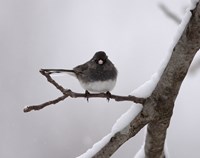 a songbird with dark gray top and white belly perches on a snowy twig
