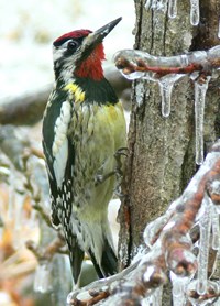A yellow bellied sapsucker with a red head perches on an icy tree trunk