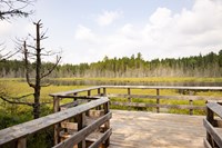 A boardwalk overlooks a grassy pond surrounded by dense trees.