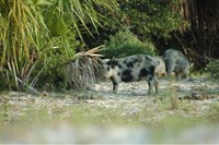 White and black spotted pigs near plants