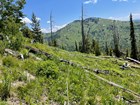 White transect tape lays across logs and a shrubby high-elevation slope with evergreens nearby..